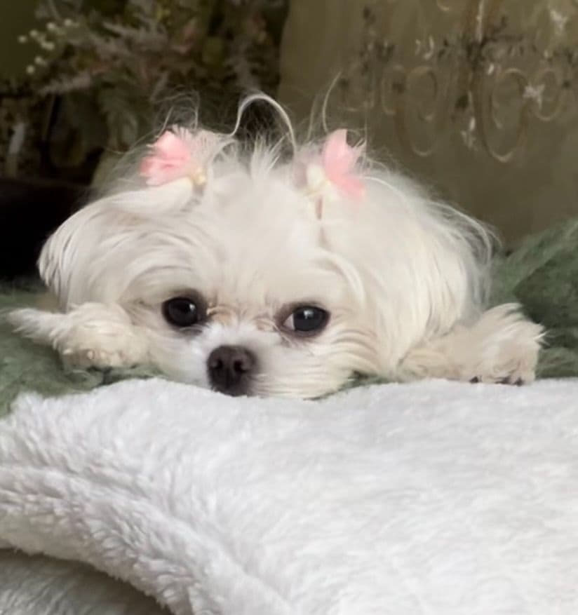 Maltese Puppies breeder image 1