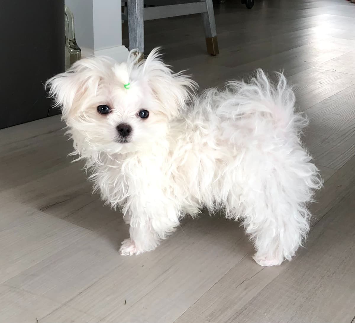 Maltese Puppies breeder image 2