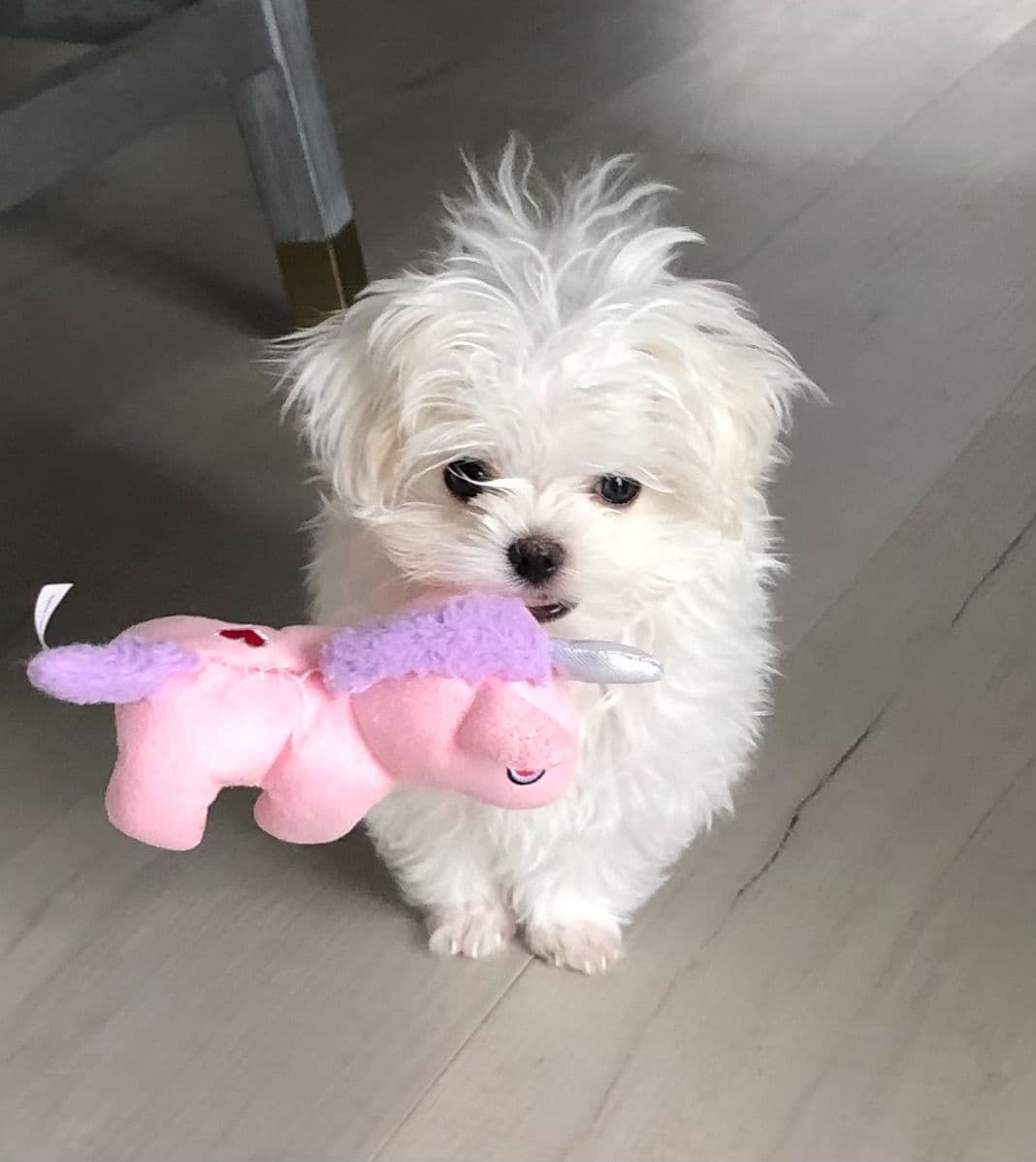 Maltese Puppies breeder image 3