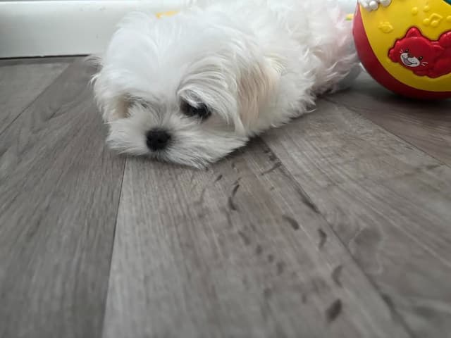 Maltese Puppies media 2