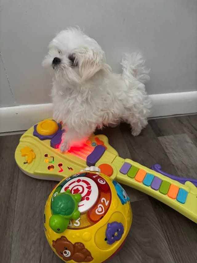Maltese Puppies media 3