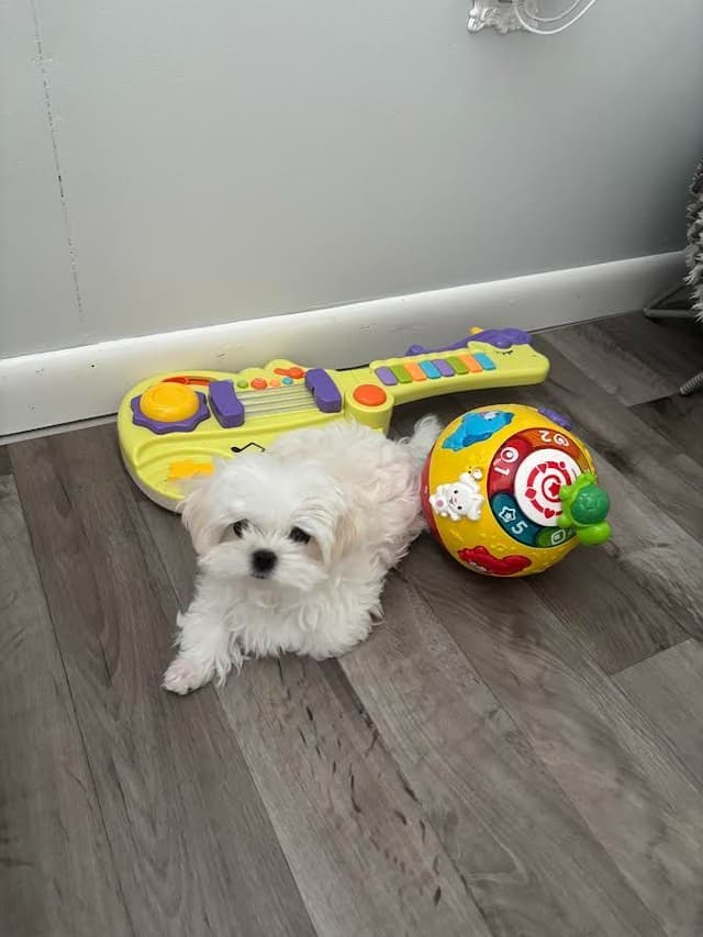 Maltese Puppies media 4