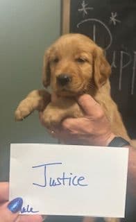 Golden Retriever Puppies media 2