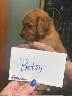 Golden Retriever Puppies media 9