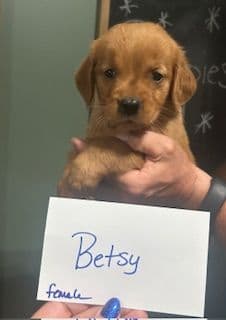 Golden Retriever Puppies media 4