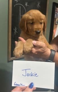 Golden Retriever Puppies media 3