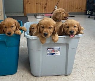 Golden Retriever Puppies media 10