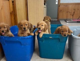 Golden Retriever Puppies media 13
