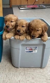 Golden Retriever Puppies media 12