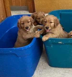Golden Retriever Puppies media 14