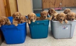 Golden Retriever Puppies media 11