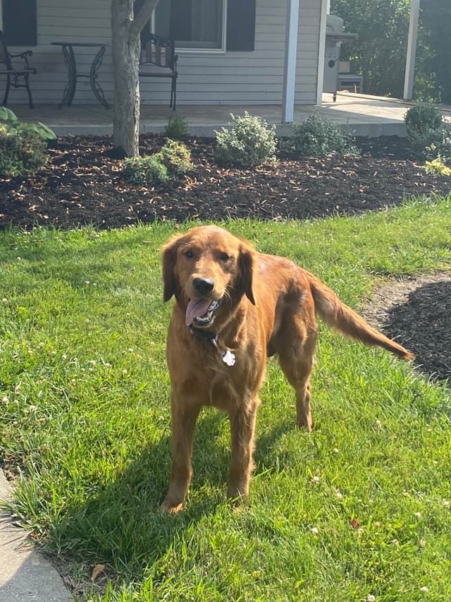 Golden Retriever Puppies media 5