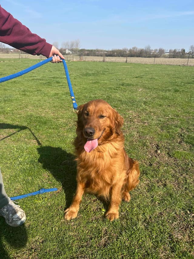 Golden Retriever Puppies media 6