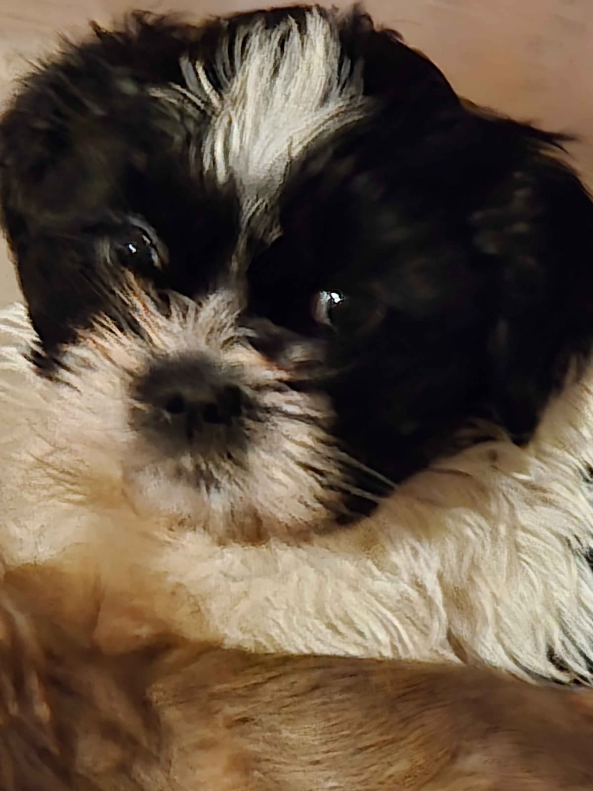 Lhasa Apso Puppies breeder image 2