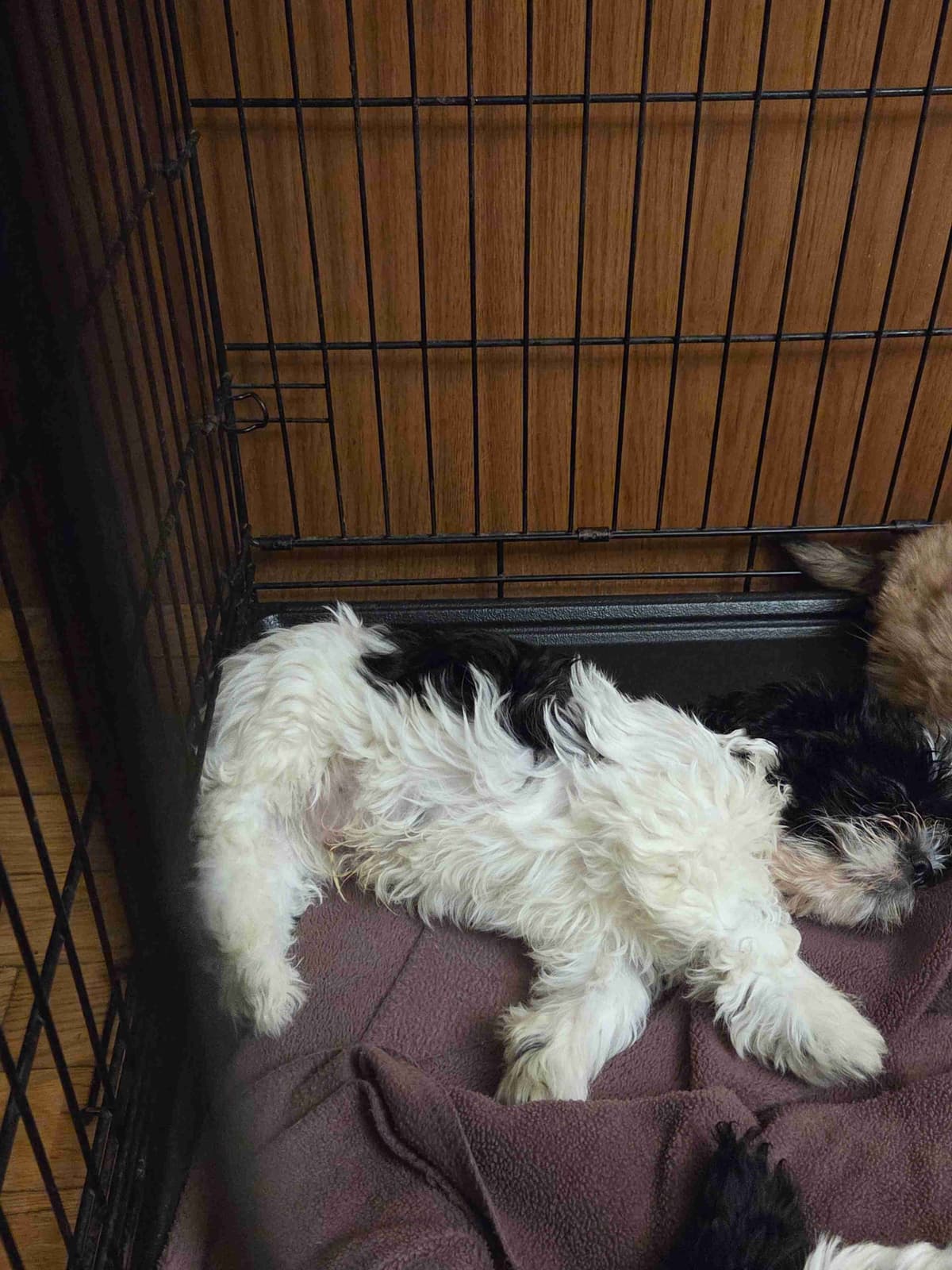 Lhasa Apso Puppies breeder image 5