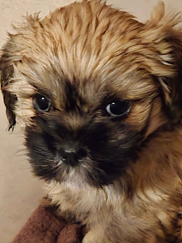 Lhasa Apso Puppies media 2