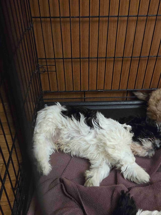 Lhasa Apso Puppies media 4