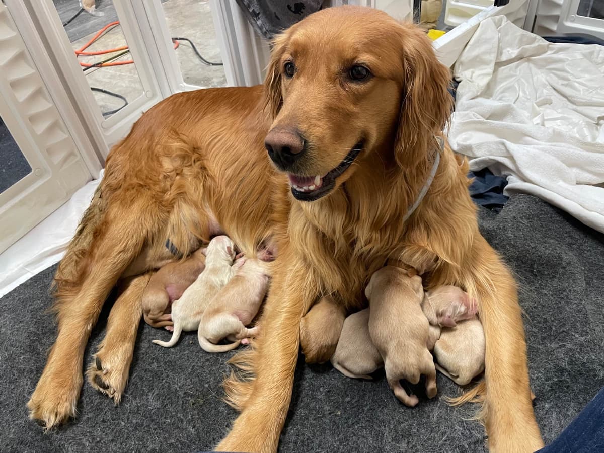 Montana Golden Retriever pups breeder image 1