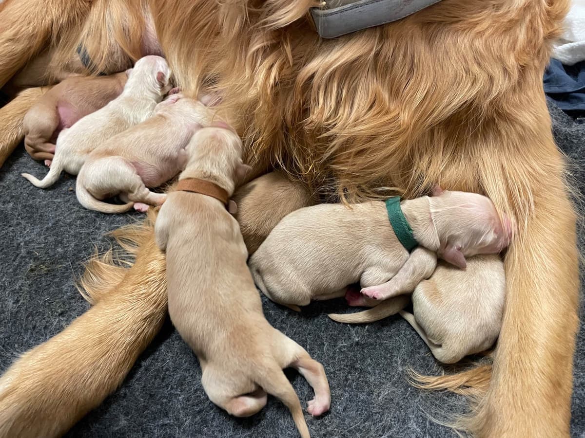 Montana Golden Retriever pups breeder image 3