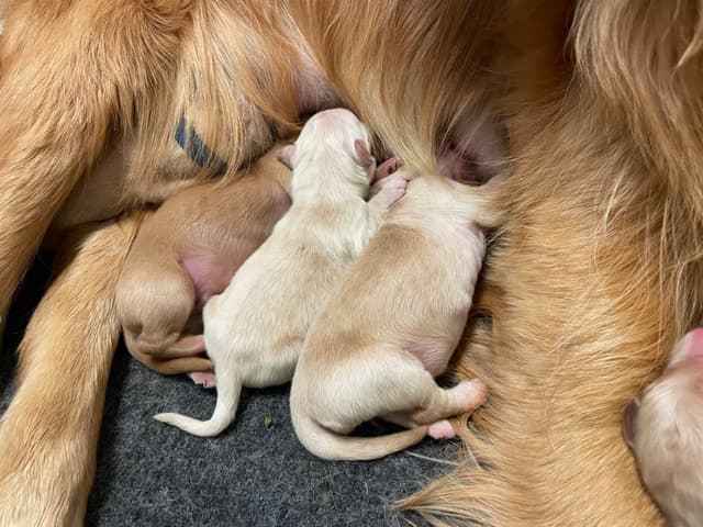 Montana Golden Retriever pups media 2