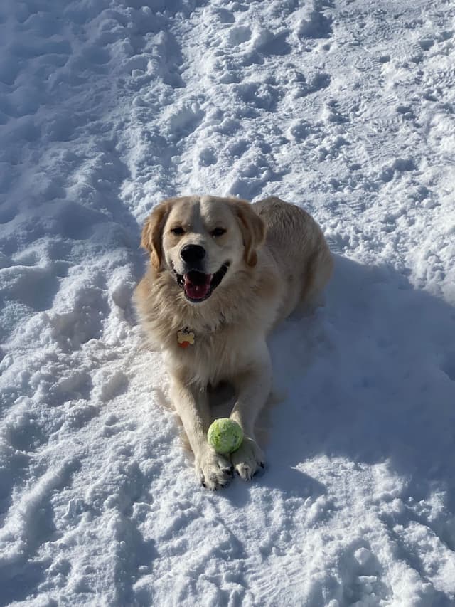 Montana Golden Retriever pups media 4