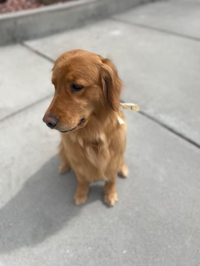 Montana Golden Retriever pups media 5