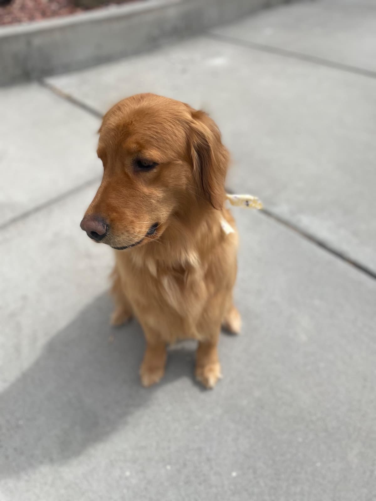 Montana Golden Retriever pups breeder image 4