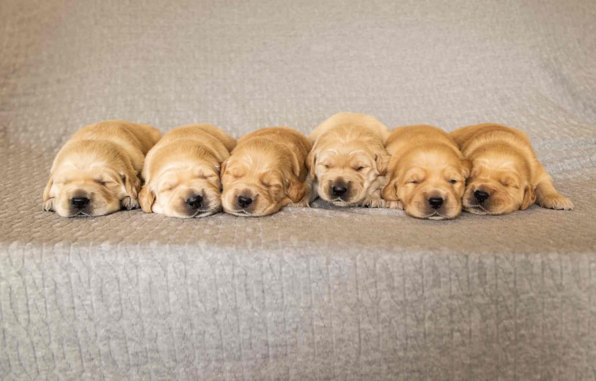Montana Golden Retriever pups breeder image 5