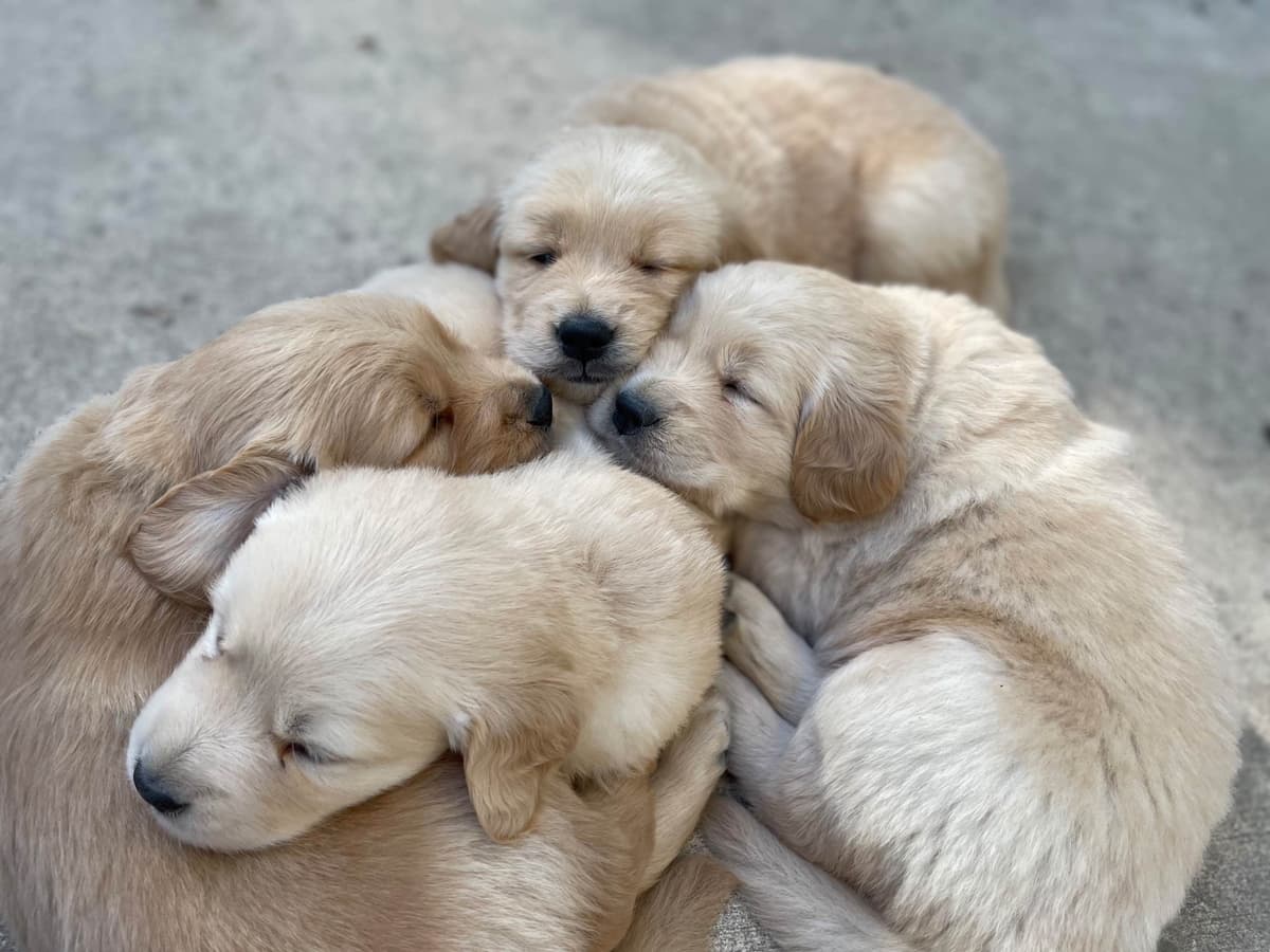 Montana Golden Retriever pups breeder image 7