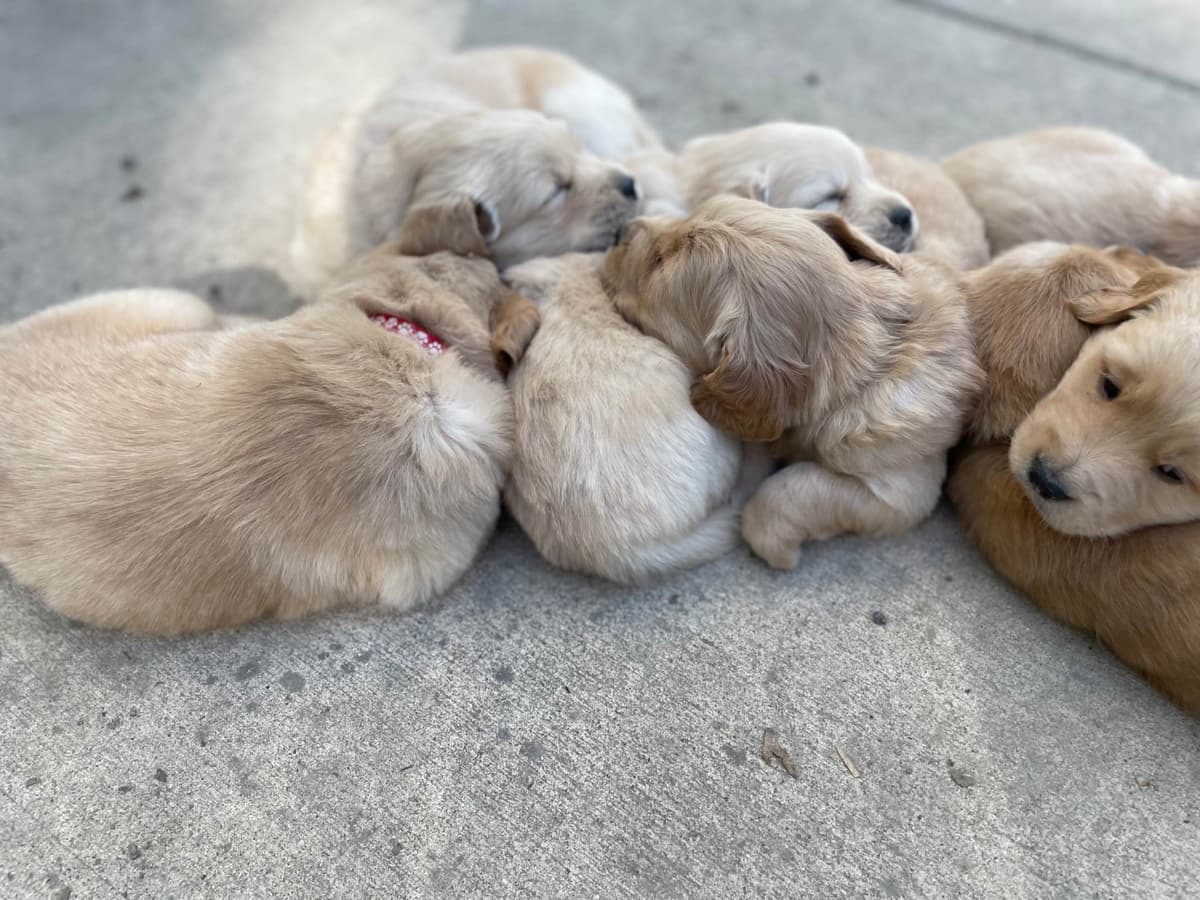 Montana Golden Retriever pups breeder image 6