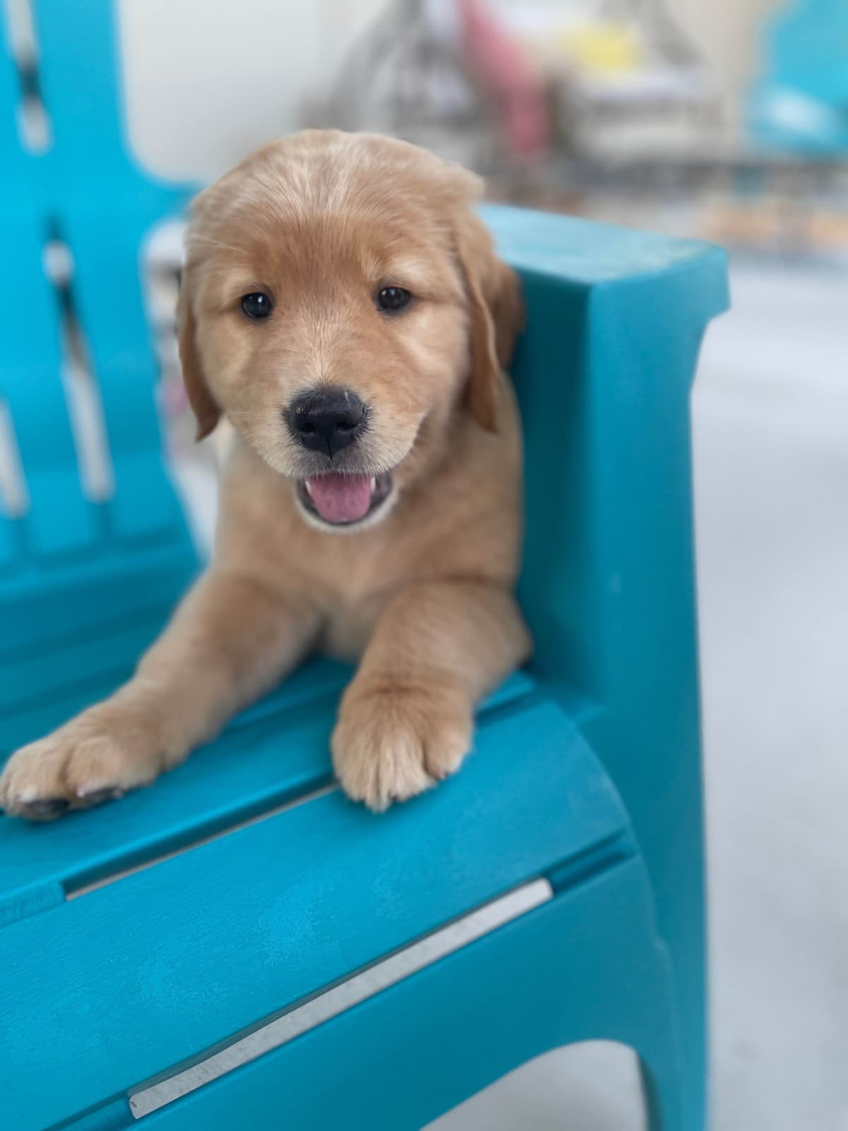Montana Golden Retriever pups breeder image 10