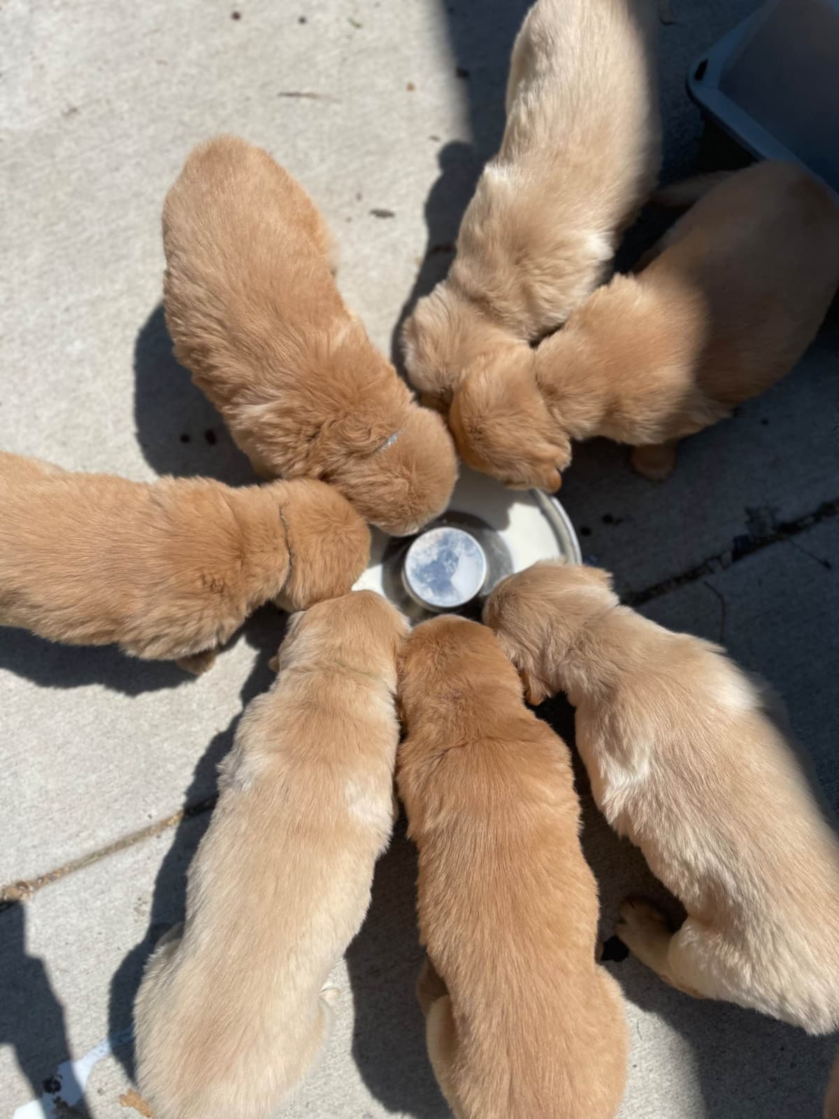 Montana Golden Retriever pups breeder image 11