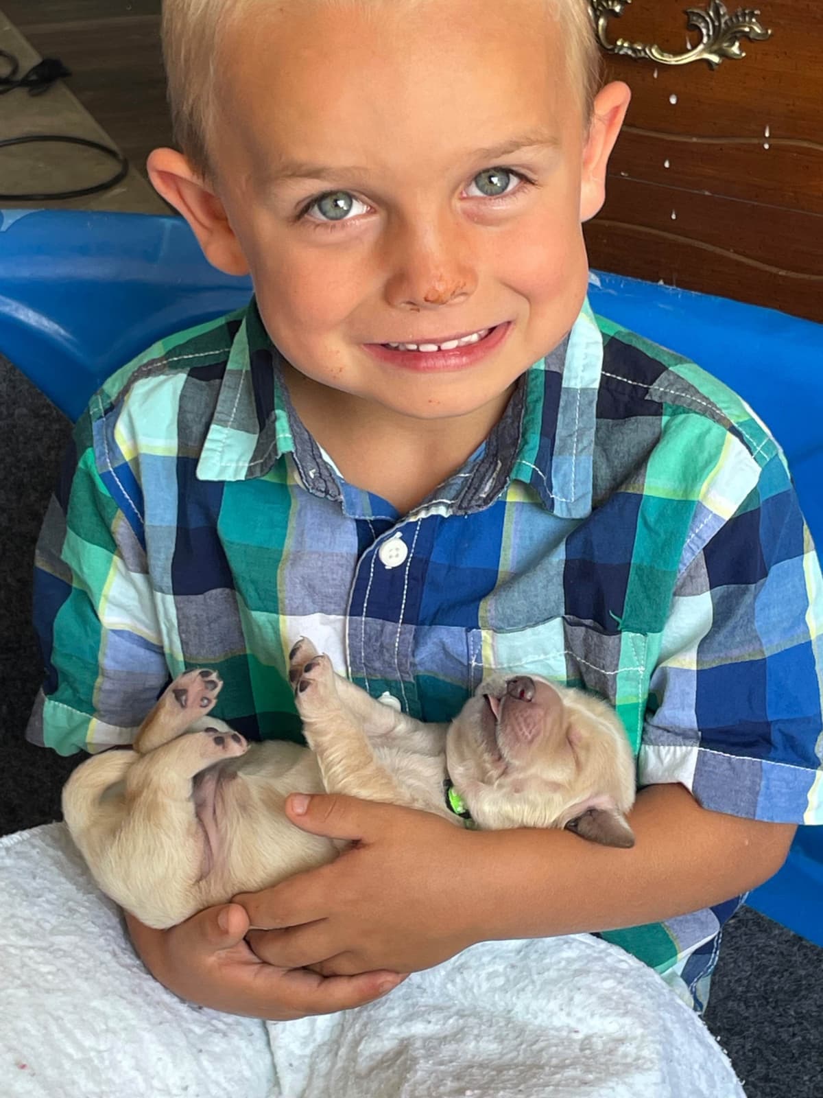 Montana Golden Retriever pups breeder image 12