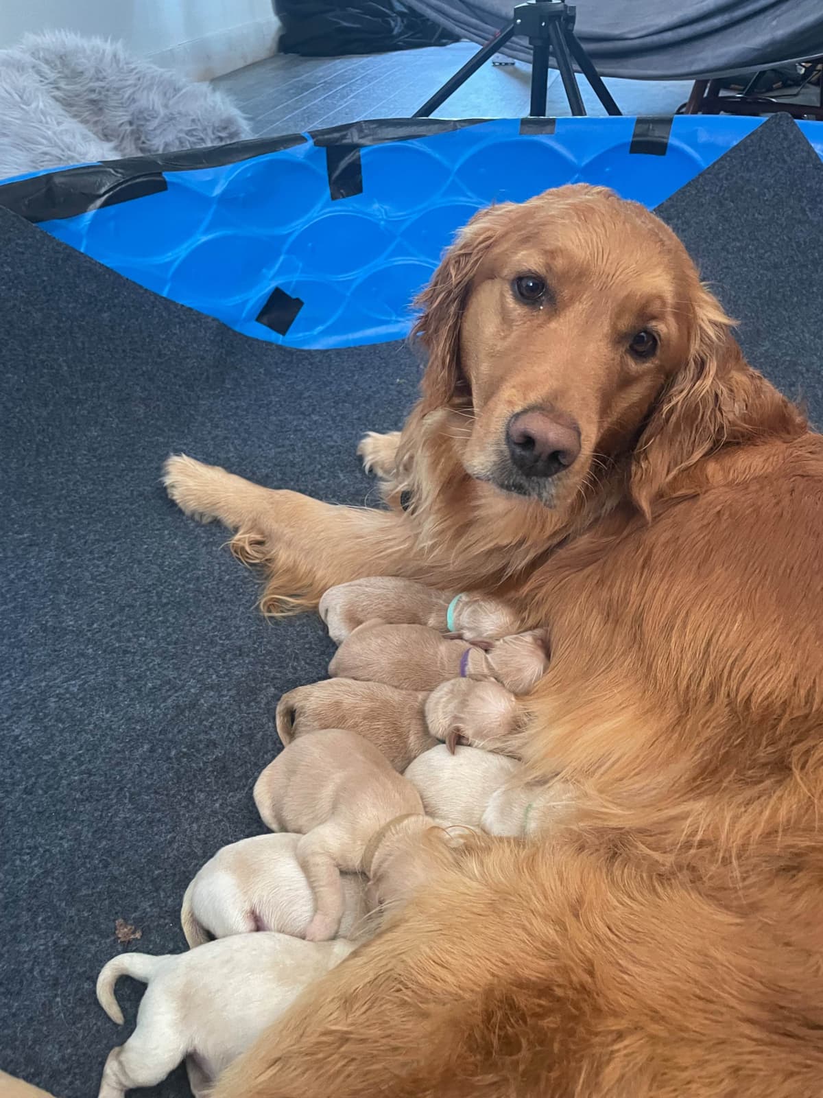 Montana Golden Retriever pups breeder image 13
