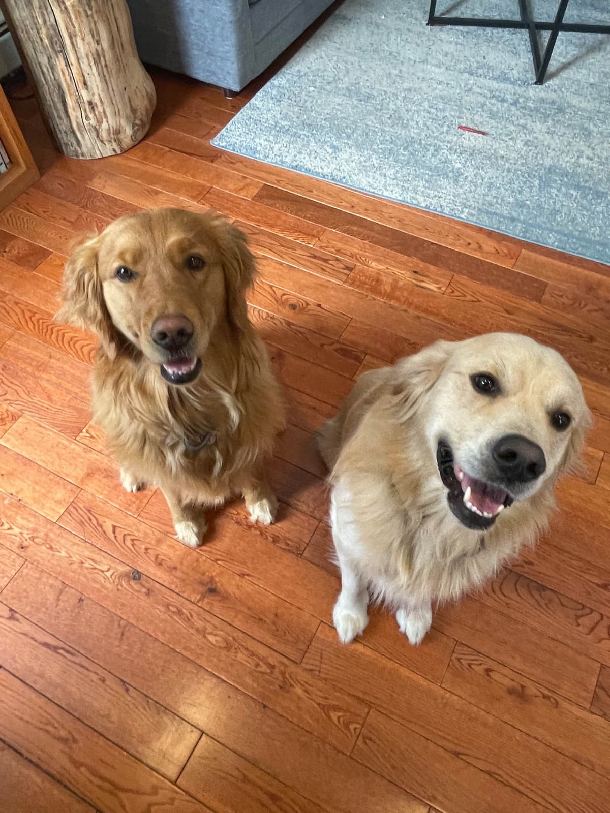 Montana Golden Retriever pups breeder image 15