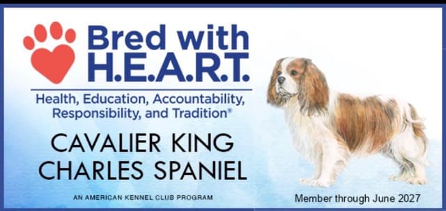 Cavalier King Charles Spaniel Puppies media 2