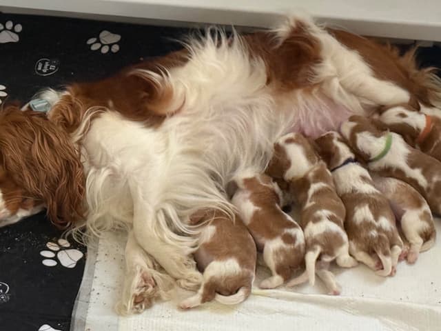 Cavalier King Charles Spaniel Puppies media 6