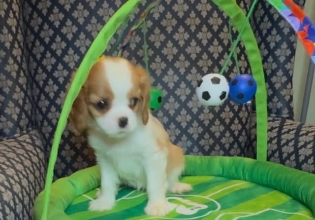 Cavalier King Charles Spaniel Puppies media 13