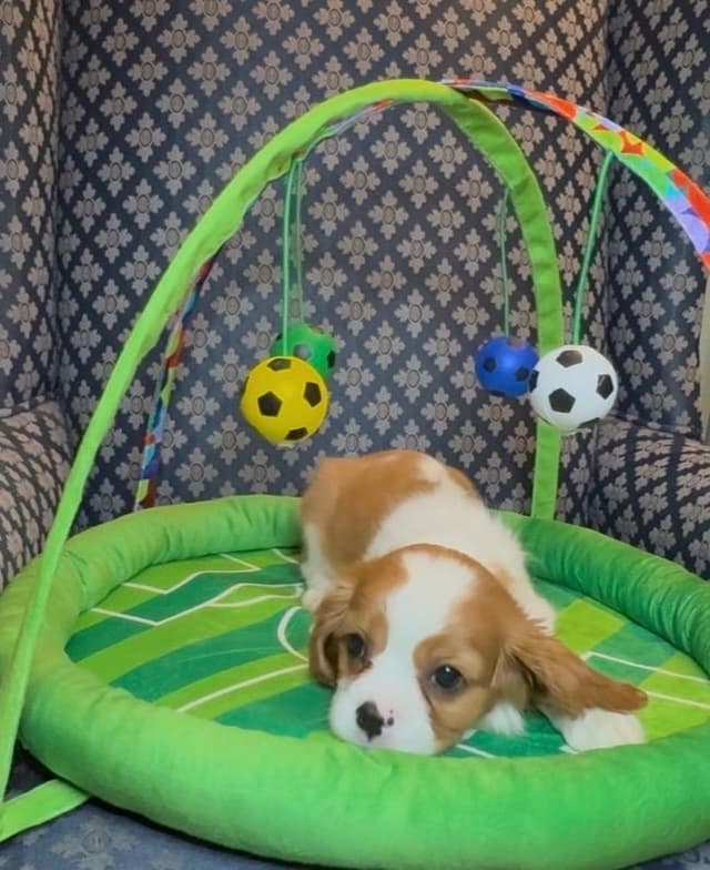 Cavalier King Charles Spaniel Puppies media 10