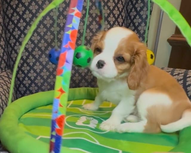 Cavalier King Charles Spaniel Puppies media 12