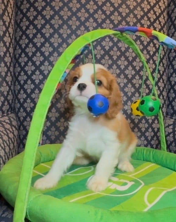 Cavalier King Charles Spaniel Puppies media 15