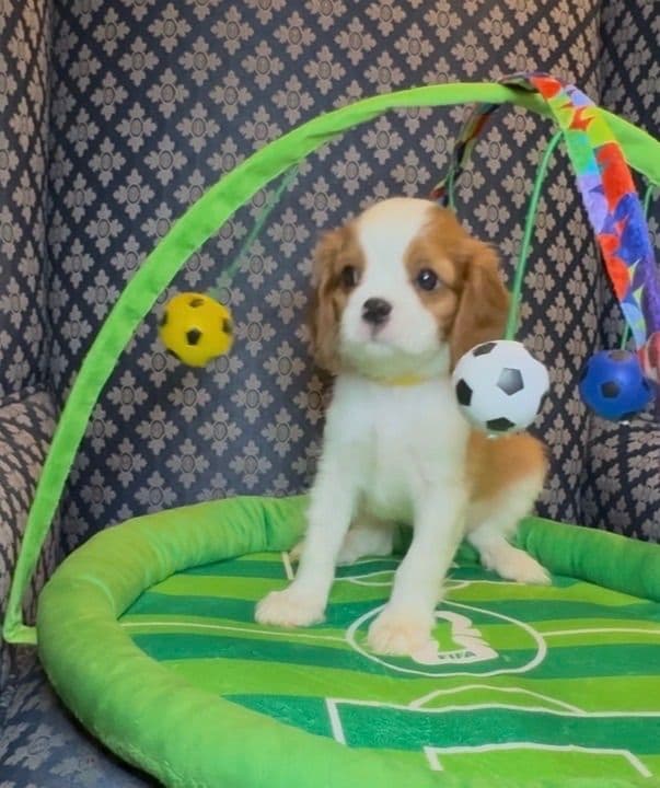 Cavalier King Charles Spaniel Puppies media 14