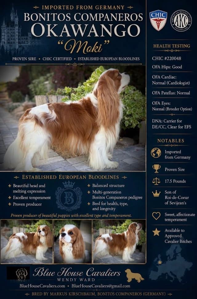 Cavalier King Charles Spaniel Puppies media 17