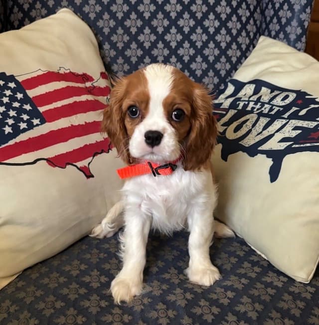 Cavalier King Charles Spaniel Puppies media 19