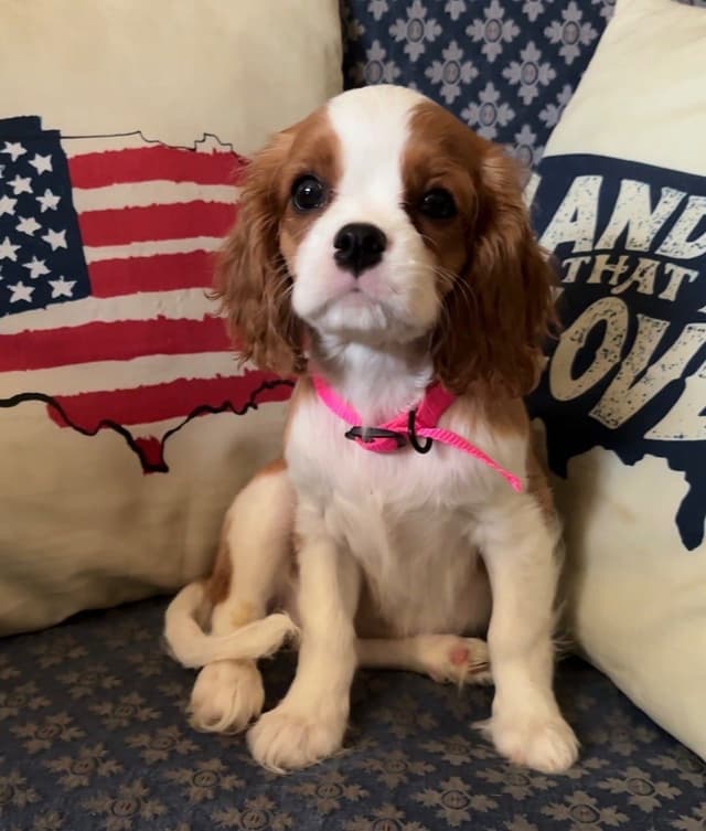 Cavalier King Charles Spaniel Puppies media 20