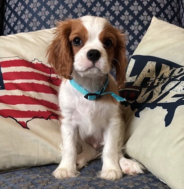 Cavalier King Charles Spaniel Puppies media 21