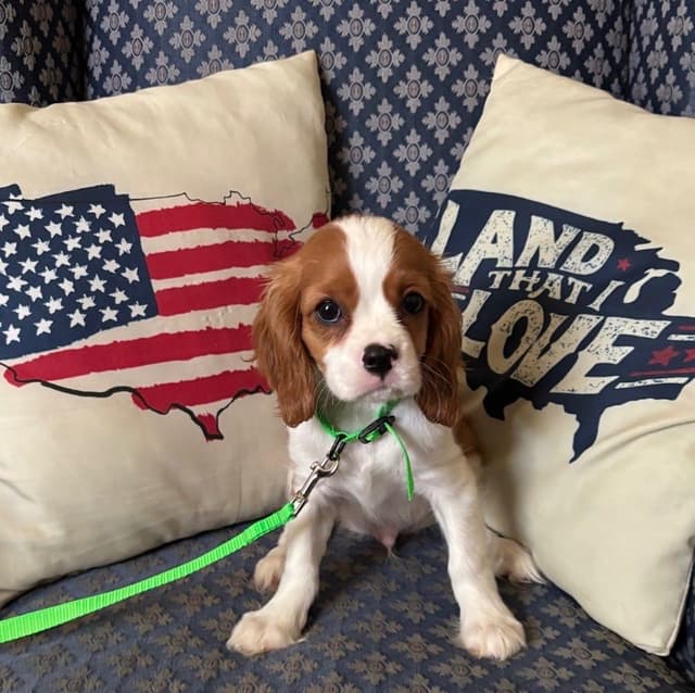 Cavalier King Charles Spaniel Puppies media 23