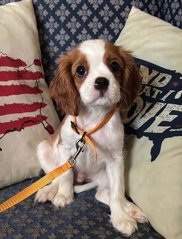 Cavalier King Charles Spaniel Puppies media 24