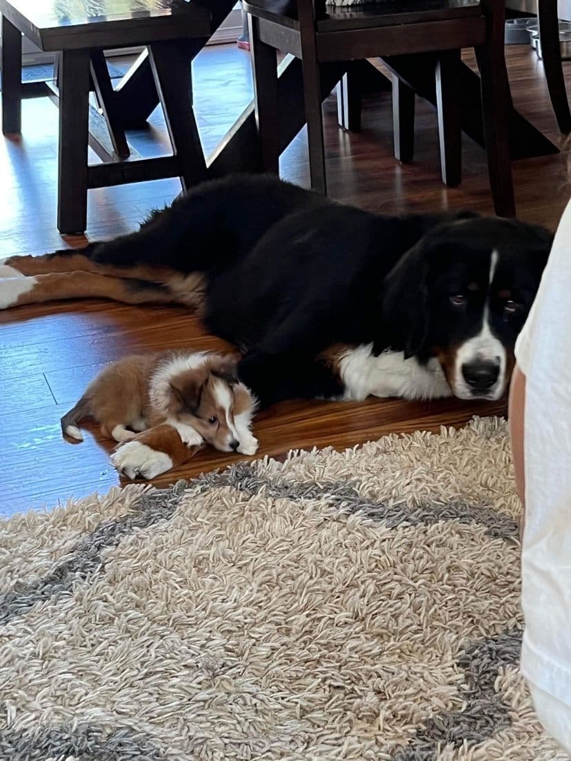 Bernese Mountain Dog Puppies breeder image 2