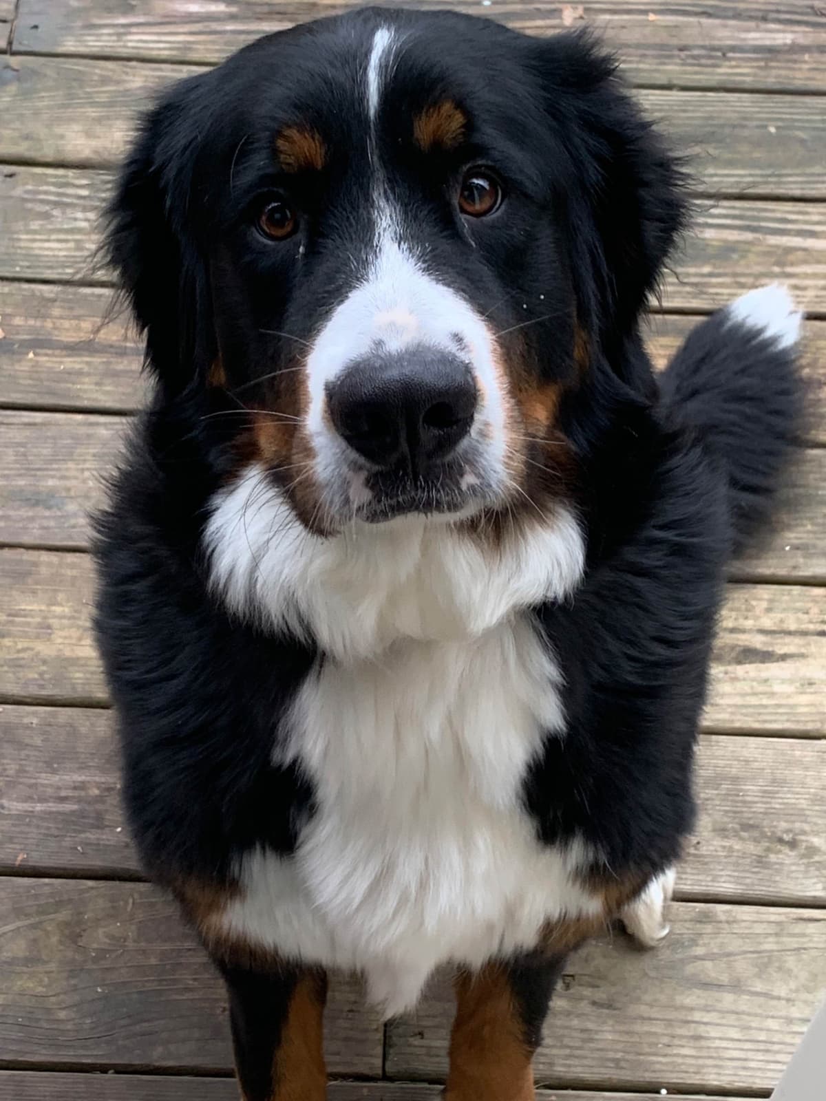 Bernese Mountain Dog Puppies breeder image 1